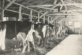 William Richards' dairy barn, Ruby Road