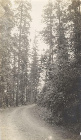 A road in Gordon Head