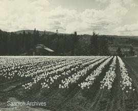 Daffodils at Keating, ca. 1955