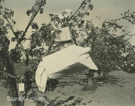 Harold Thompson's cherry orchard, 1930s