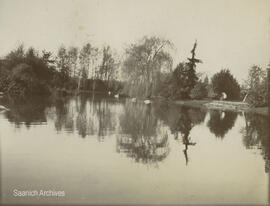 Swans in pond