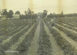 First Nations workers on a strawberry farm in Gordon Head [Vantreight farm?]