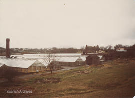 Greenhouses on Albion Street, 1970