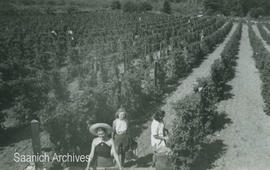 Berry picking on the Holloway farm