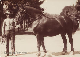 Willows Fair, Horse Days, 1905