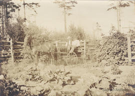 Geoffrey Vantreight Sr. in horse-drawn carriage, Tyndall Avenue farm