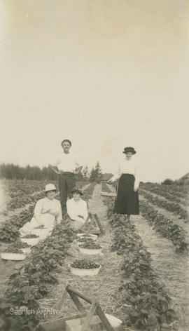 Strawberry picking