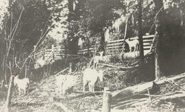 Goats on the Whitehead Prospect Lake property