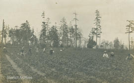 First Nations workers in Vantreight strawberry fields