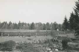 View from 5424 Fowler Road to Mr. Bean's strawberries and loganberries and to Mr. Timp's Dutch Gardens