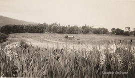 Dwelling of Chinese worker Lee on the Aitkens farm at 4472 Tyndall Avenue